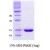 SDS-Page: alpha Synuclein Protein [NBC1-18323] - a-Synuclein, 11.9 kDa (111 aa) , confirmed by MALDI-TOF with a purity of 95% by SDS - PAGE